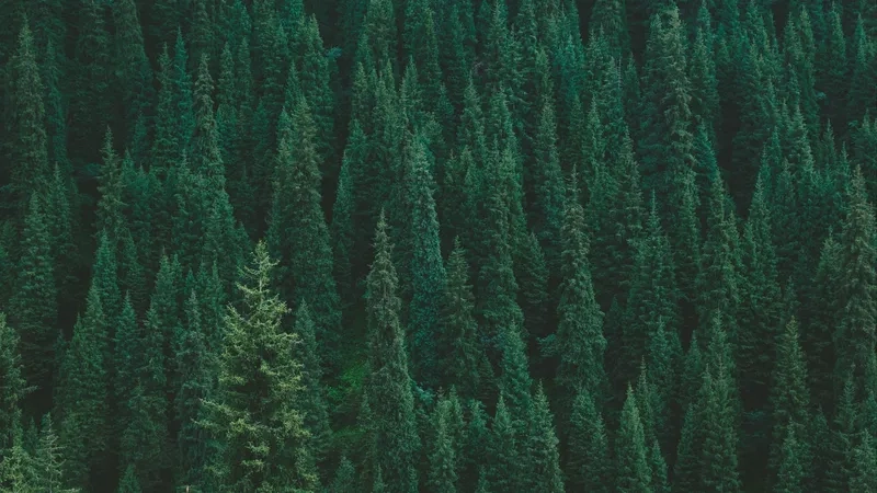 Background rừng cây minimalist đơn giản nhưng cuốn hút