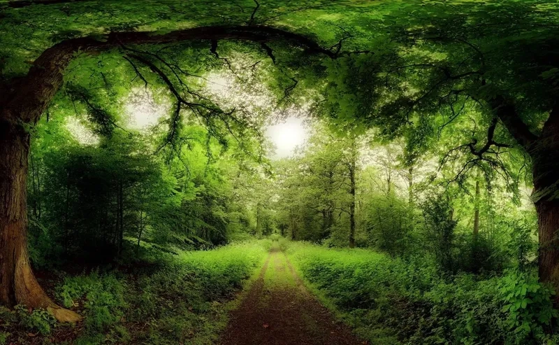 Tạo Facebook cover độc đáo với background rừng cây chuẩn đẹp