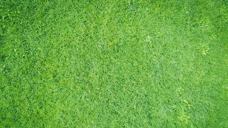 Ngắm nhìn background sân cỏ chụp từ trên cao độc đáo và đẹp mắt