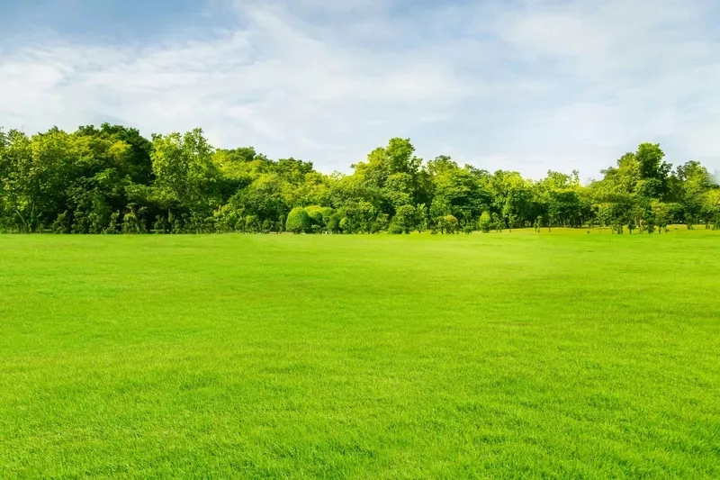 Thêm chiều sâu thiết kế với background sân cỏ phụ đề chuyên nghiệp