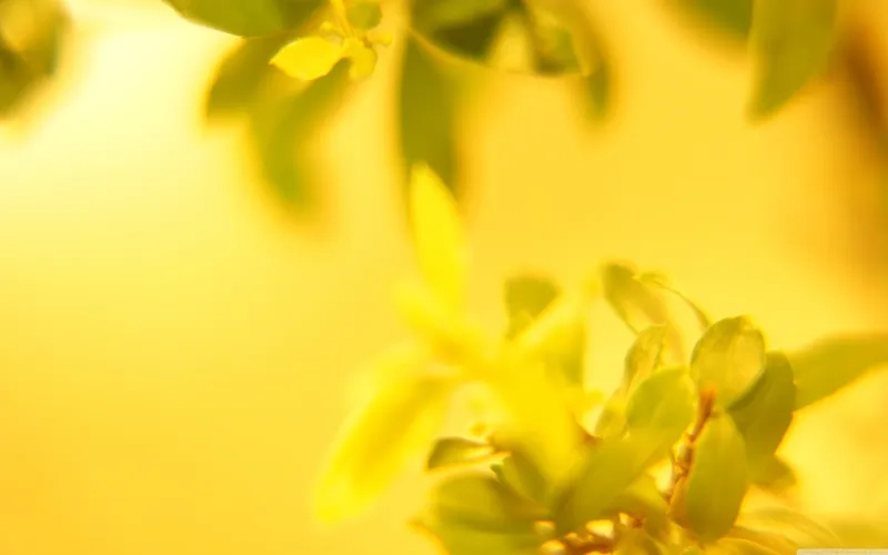 Sự tinh tế trong từng chi tiết với background vàng tối giản