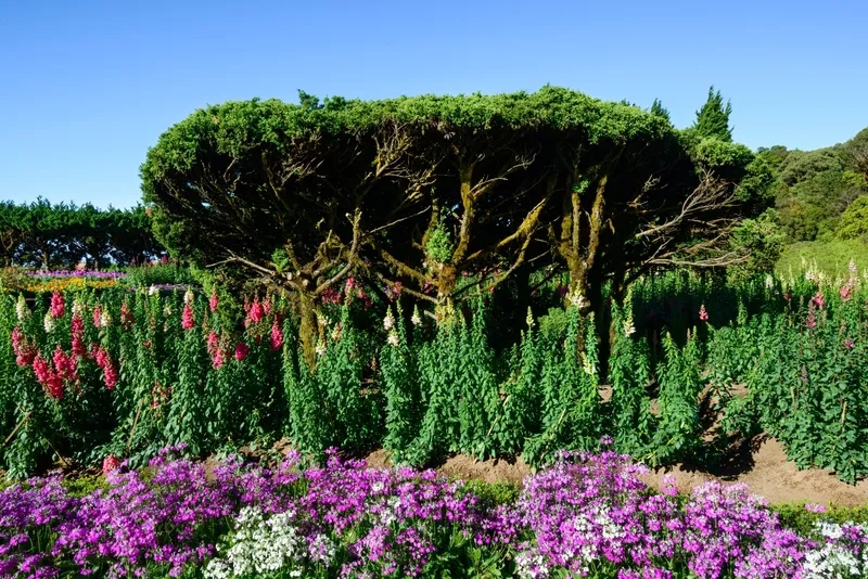 Phong cách tinh tế với background vườn cây đơn giản