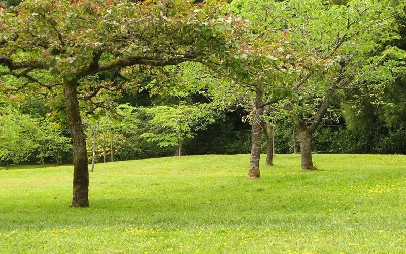 Sáng tạo hình ảnh sống động nhờ background vườn cây minh họa