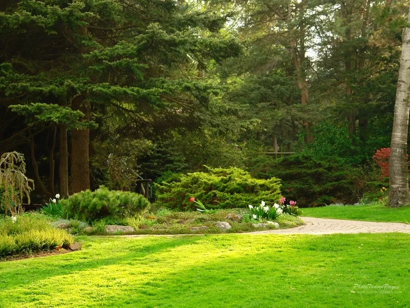 Tận hưởng không gian dịu dàng với background vườn cây ánh sáng nhẹ