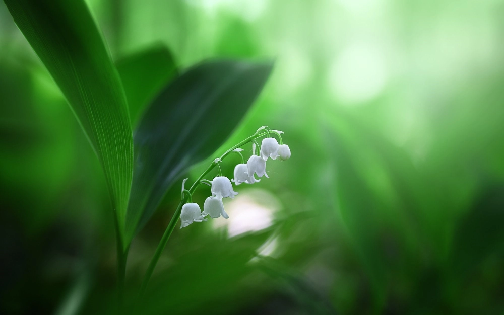 Hình nền hoa linh lan aesthetic tinh khôi nghệ thuật