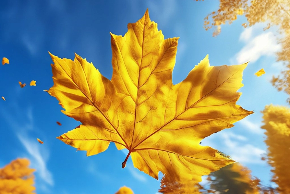 Background lá phong mang sắc thu dịu dàng