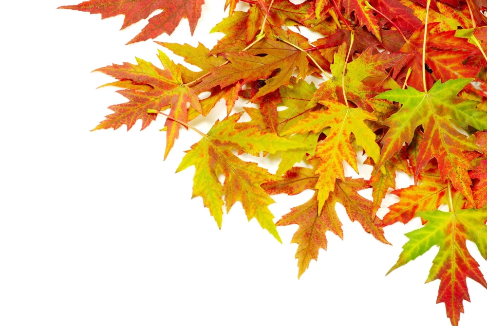 Maple leaf wallpaper tinh giản và cuốn hút