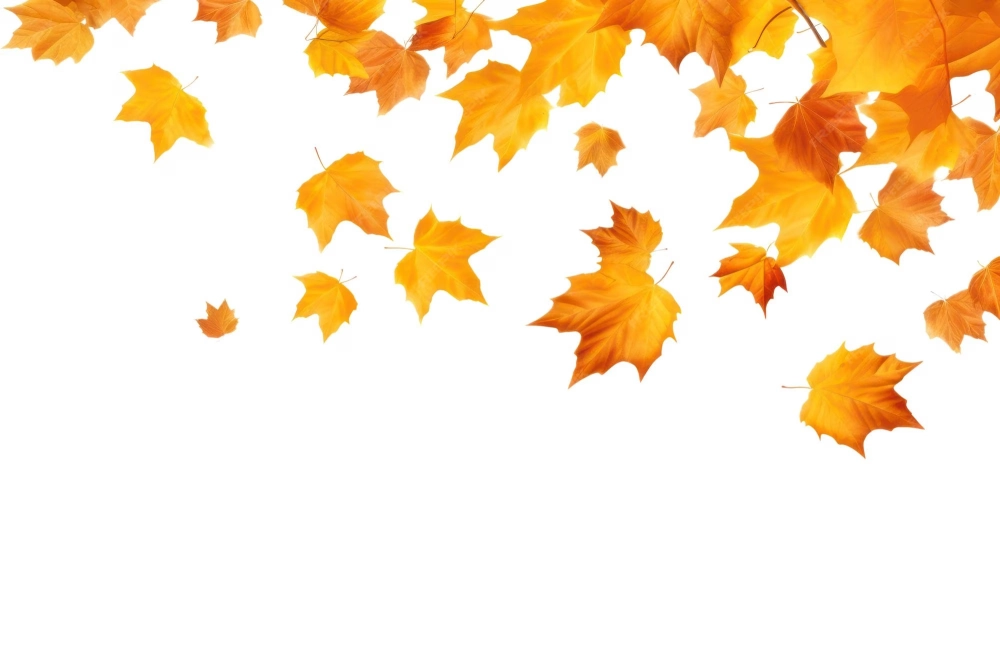 Background lá phong rơi tạo chiều sâu cảm xúc