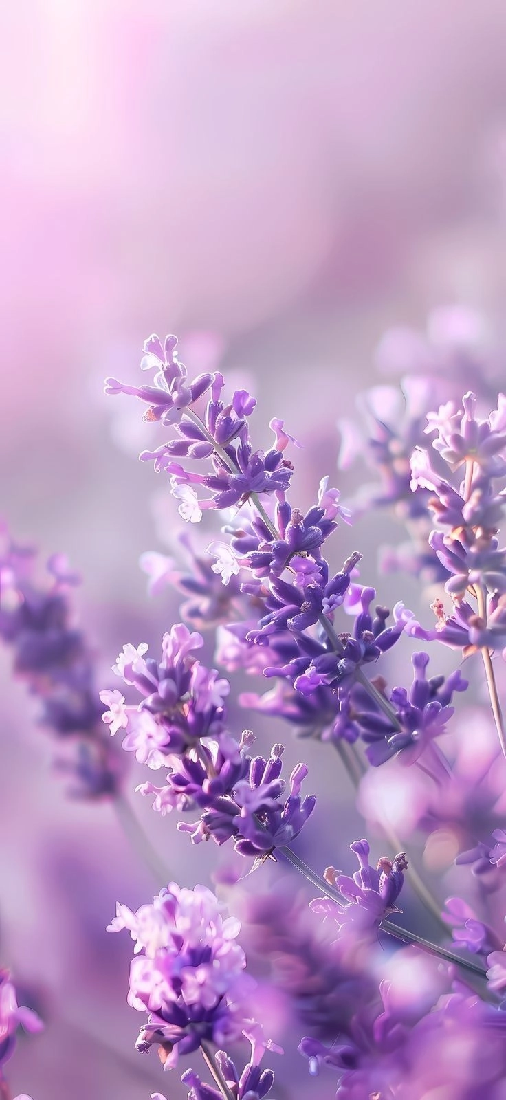 Giao diện thu hút với background digital lavender website