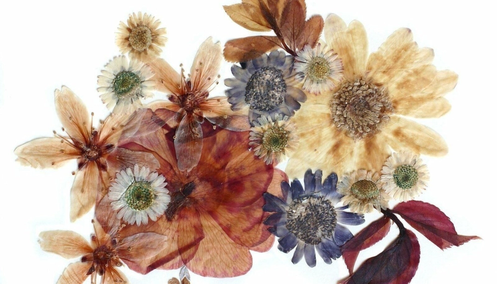 Thiết lập không gian chụp tại background hoa khô studio xịn