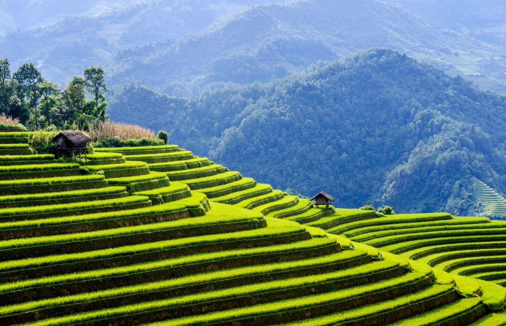 Hình ảnh rõ nét background ruộng bậc thang full hd chuẩn