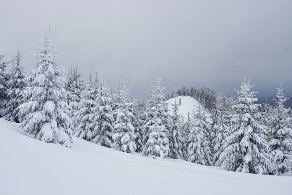 Ứng dụng mẫu background tuyết rơi cho thiết kế đẹp