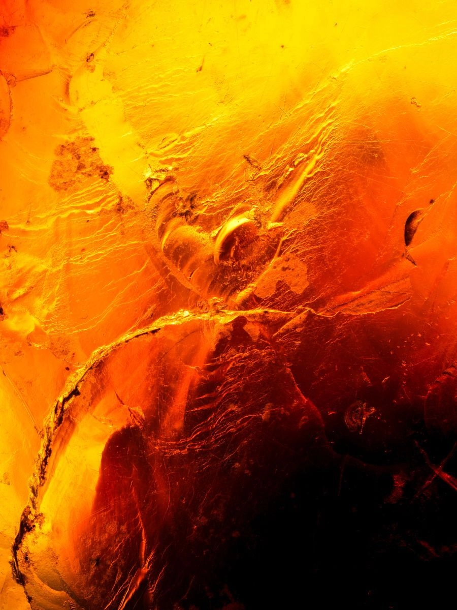 Rực rỡ sắc màu Background Amber Haze nền vàng cam