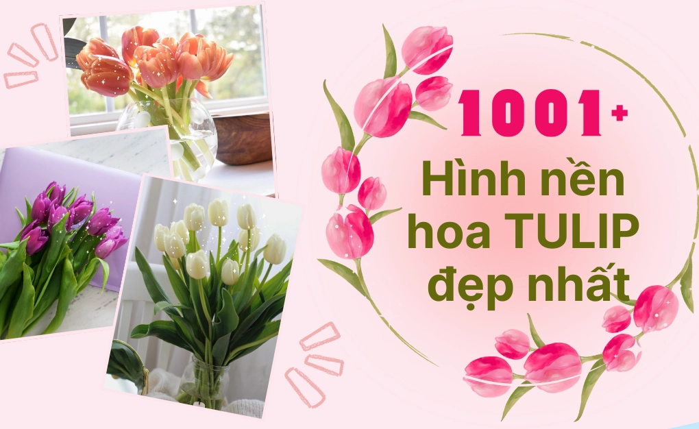 1001+ hình nền hoa tulip đẹp nhất cho điện thoại máy tính chất lượng cao