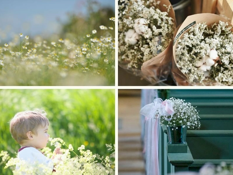 101 Hình nền hoa baby trắng đẹp nhất tải miễn phí