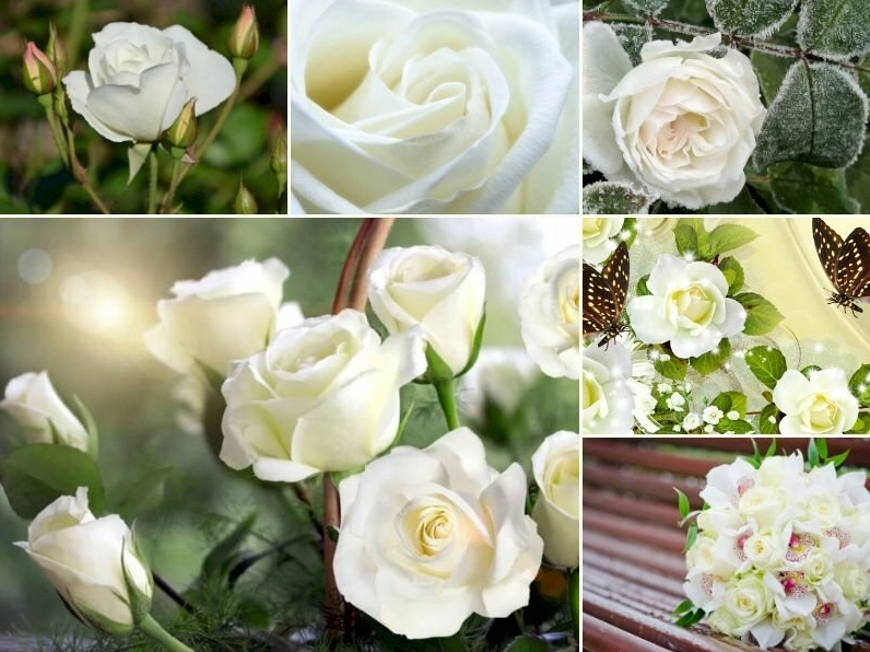 101 hình nền hoa hồng trắng đẹp nhất tải miễn phí