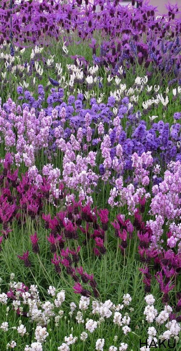 39 Hình Ảnh Hoa Oải Hương Lavender Đẹp Nhất Siêu Lãng Mạn