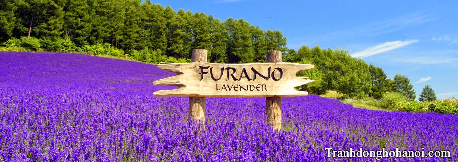 50 hình ảnh hoa oải hương đẹp chất lượng cao Đồng hồ tranh AmiA