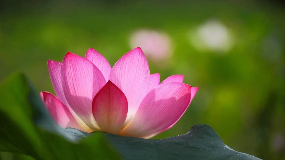 Ấn tượng với hình nền powerpoint hoa sen sang trọng