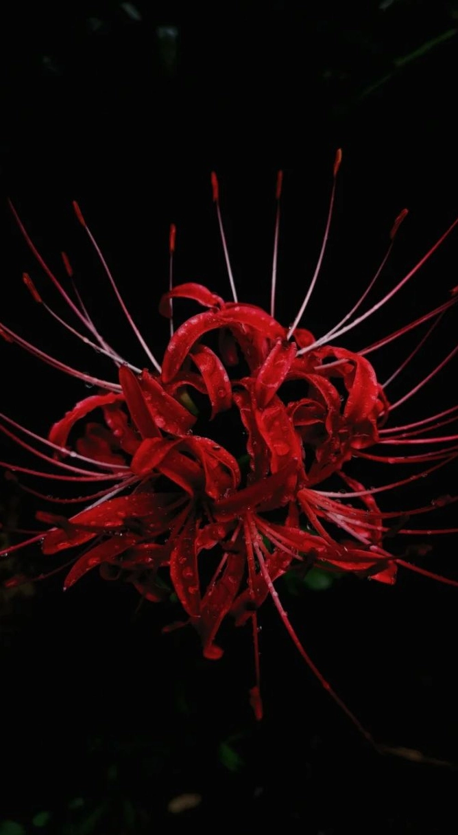 Ảnh bỉ ngạn nghệ thuật cổ điển cực chất