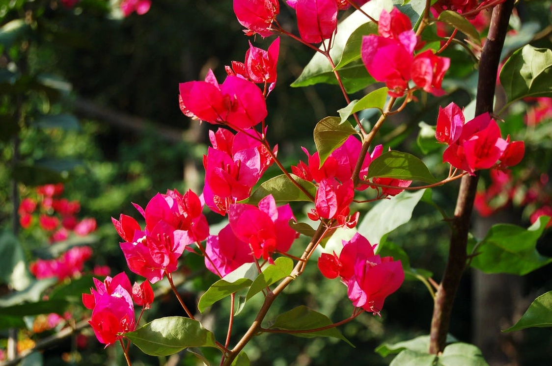 Ảnh cành hoa giấy rực rỡ dưới nắng lung linh