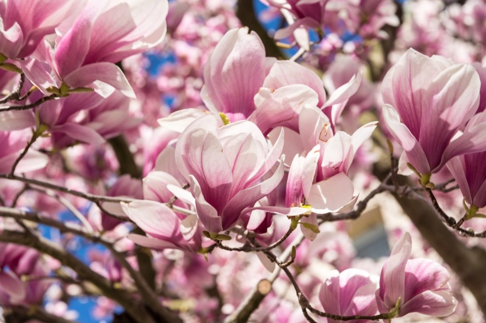 Ảnh cánh hoa Mộc Lan đẹp