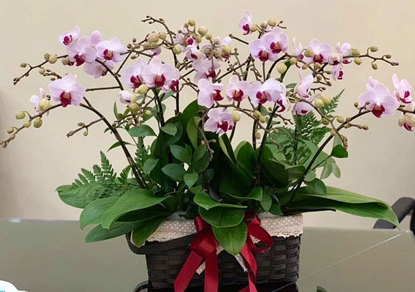 Ảnh chậu lan hồ điệp mini để bàn được ưa chuộng nhất