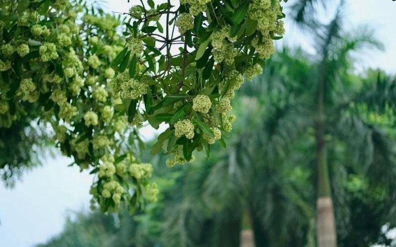 Ảnh chụp hoa sữa nở rộ ở Hà Nội tuyệt đẹp