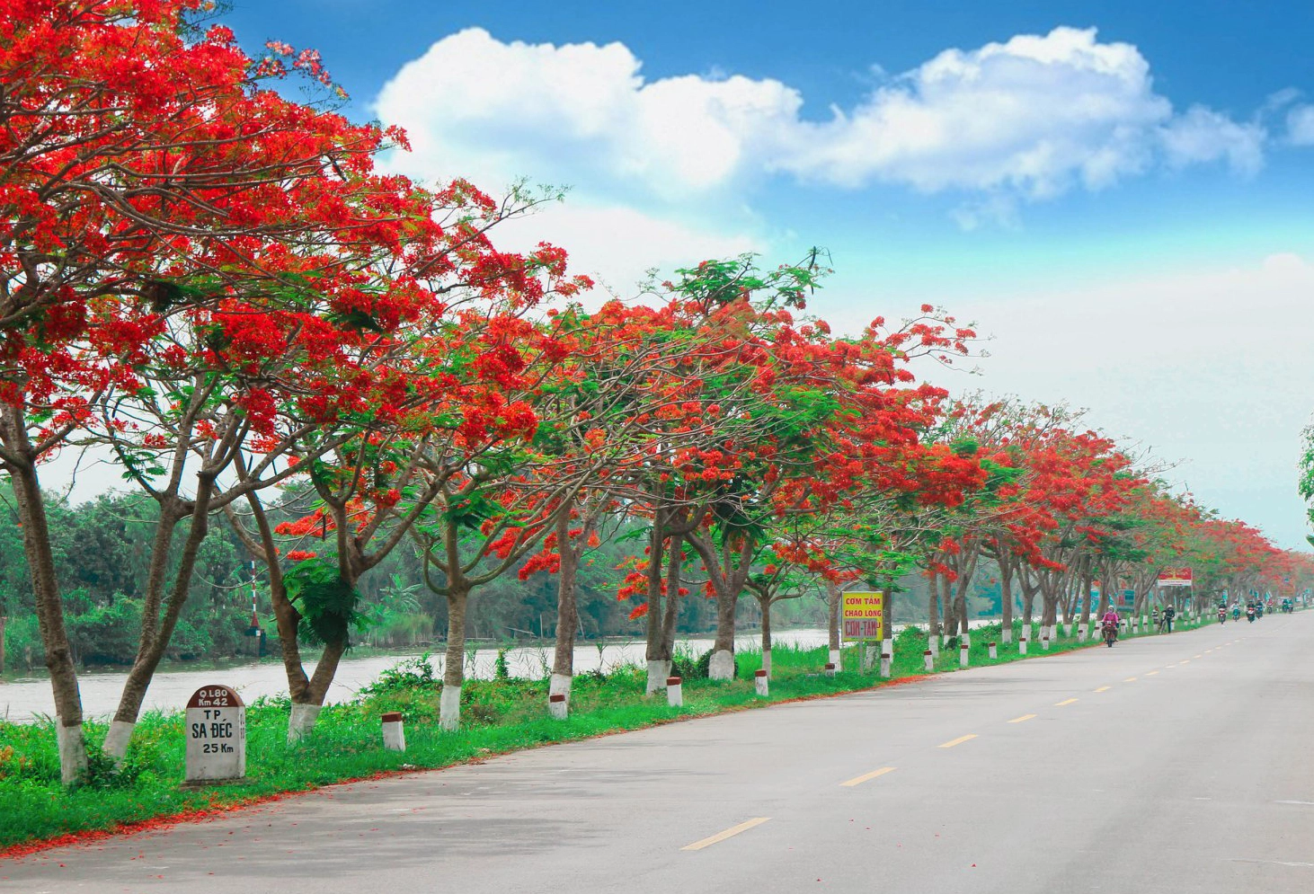 Ảnh con đường hoa phượng vĩ tuyệt đẹp lãng mạn