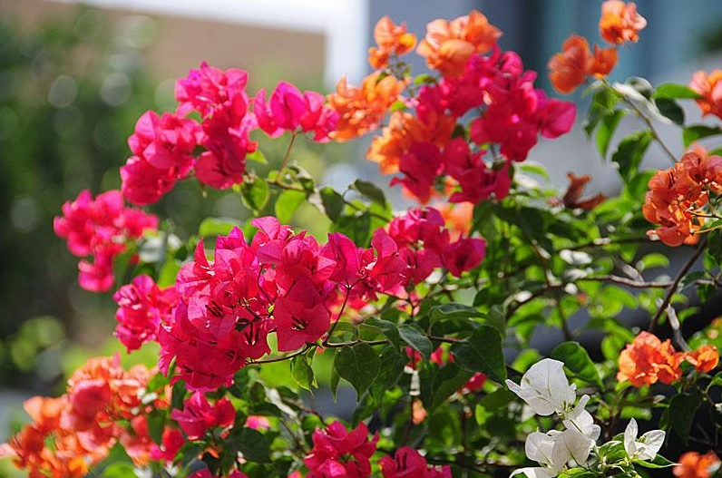 Ảnh đẹp nhất về hoa giấy ngũ sắc rực rỡ