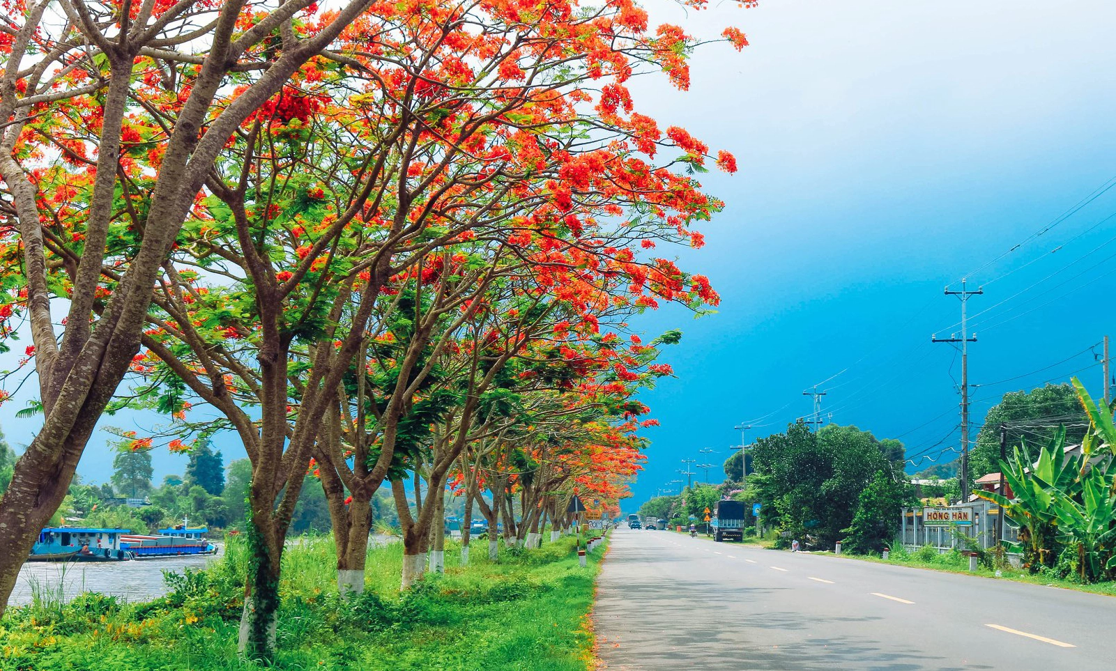 Ảnh đẹp về hàng cây phượng vĩ đỏ thắm