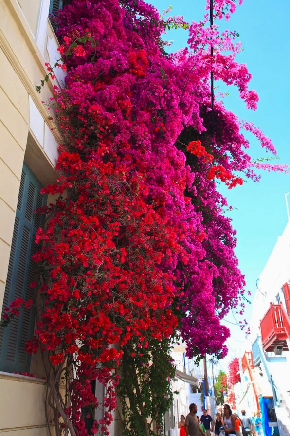 Ảnh giàn hoa giấy đẹp mê đắm với sắc màu rực rỡ