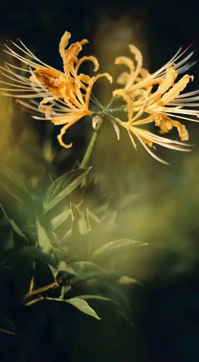 Ảnh hoa bỉ ngạn 3d 1