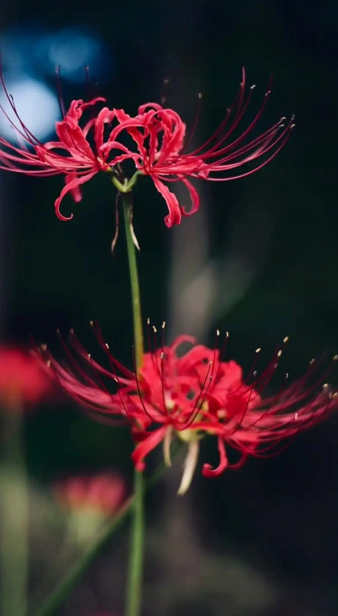 Ảnh hoa bỉ ngạn 3d 2