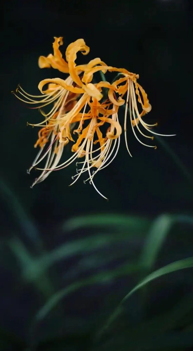 Ảnh hoa bỉ ngạn 3d 3