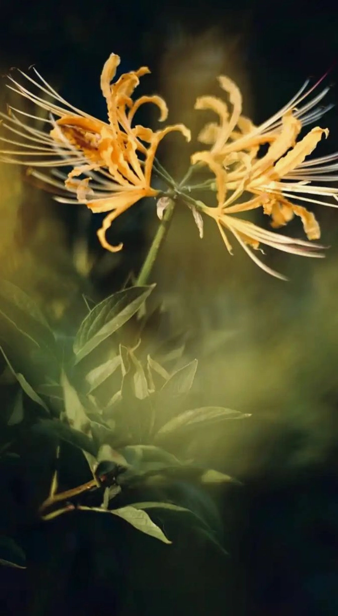 Ảnh hoa bỉ ngạn 3d đầy ma mị