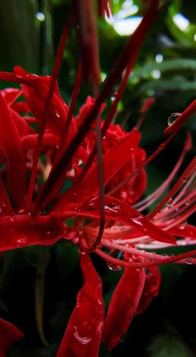 Ảnh hoa bỉ ngạn dịu dàng và cuốn hút