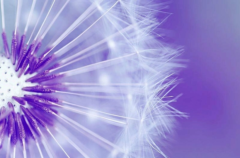 Ảnh hoa bồ công anh tím buồn nhẹ nhàng