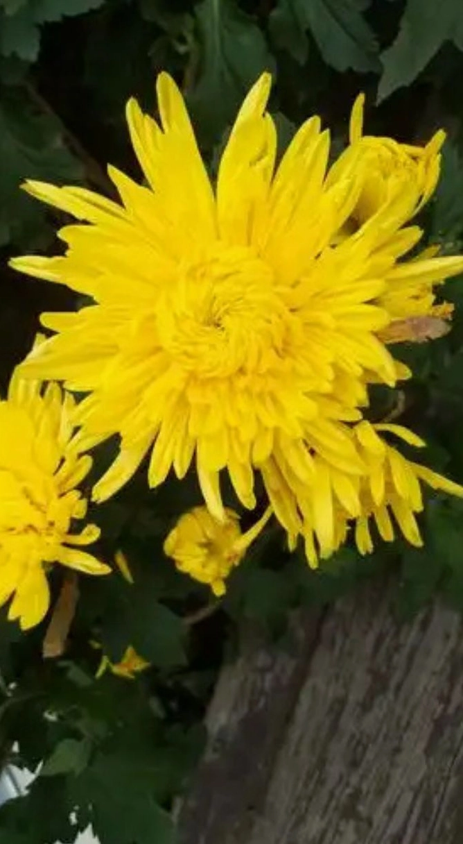 Ảnh hoa cúc vàng 1 tươi thắm