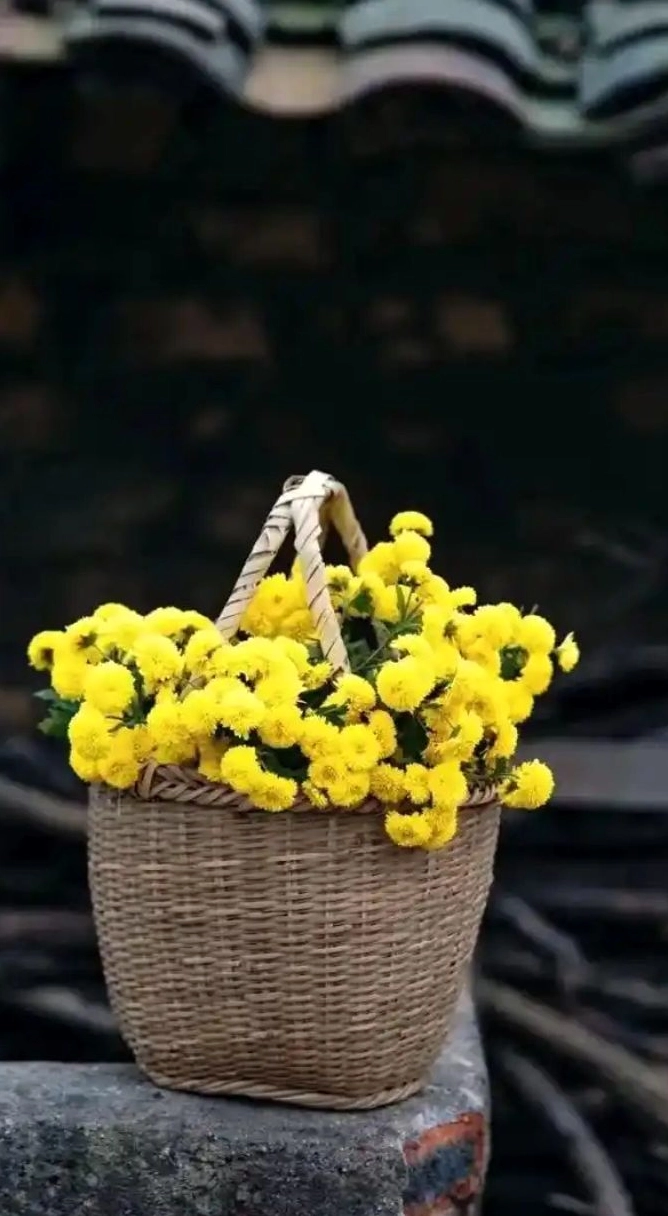 Ảnh hoa cúc vàng 2