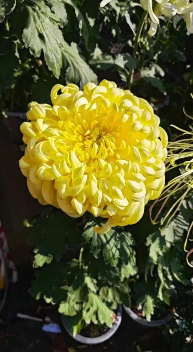 Ảnh hoa cúc vàng 3