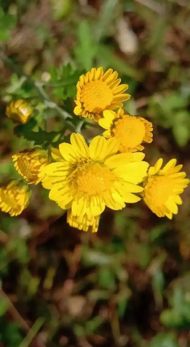 Ảnh hoa cúc vàng 4