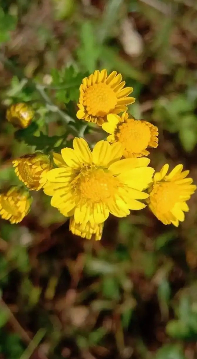 Ảnh hoa cúc vàng 4 rực sáng