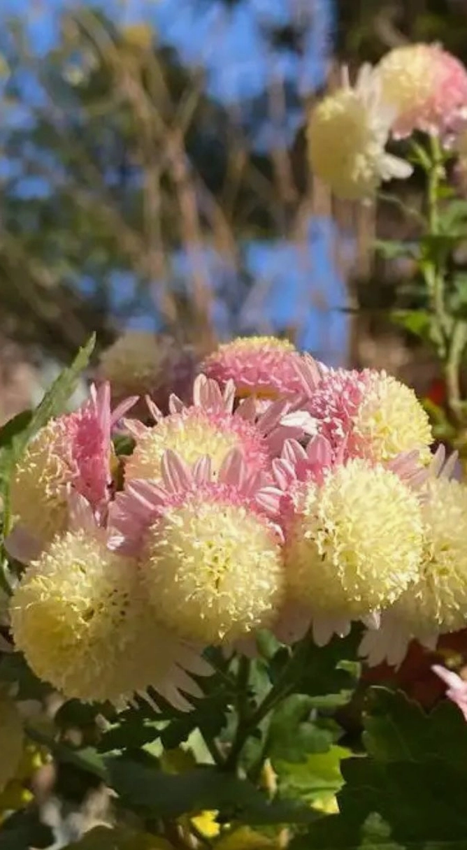 Ảnh hoa cúc vàng 5