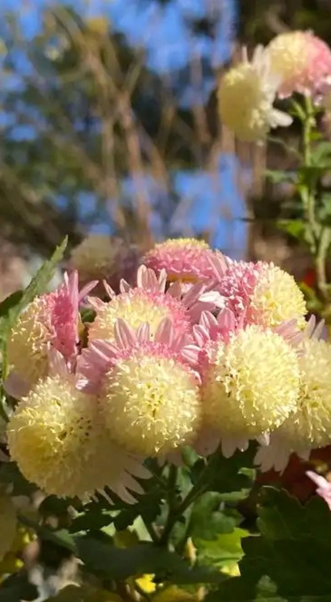 Ảnh hoa cúc vàng 5 lung linh