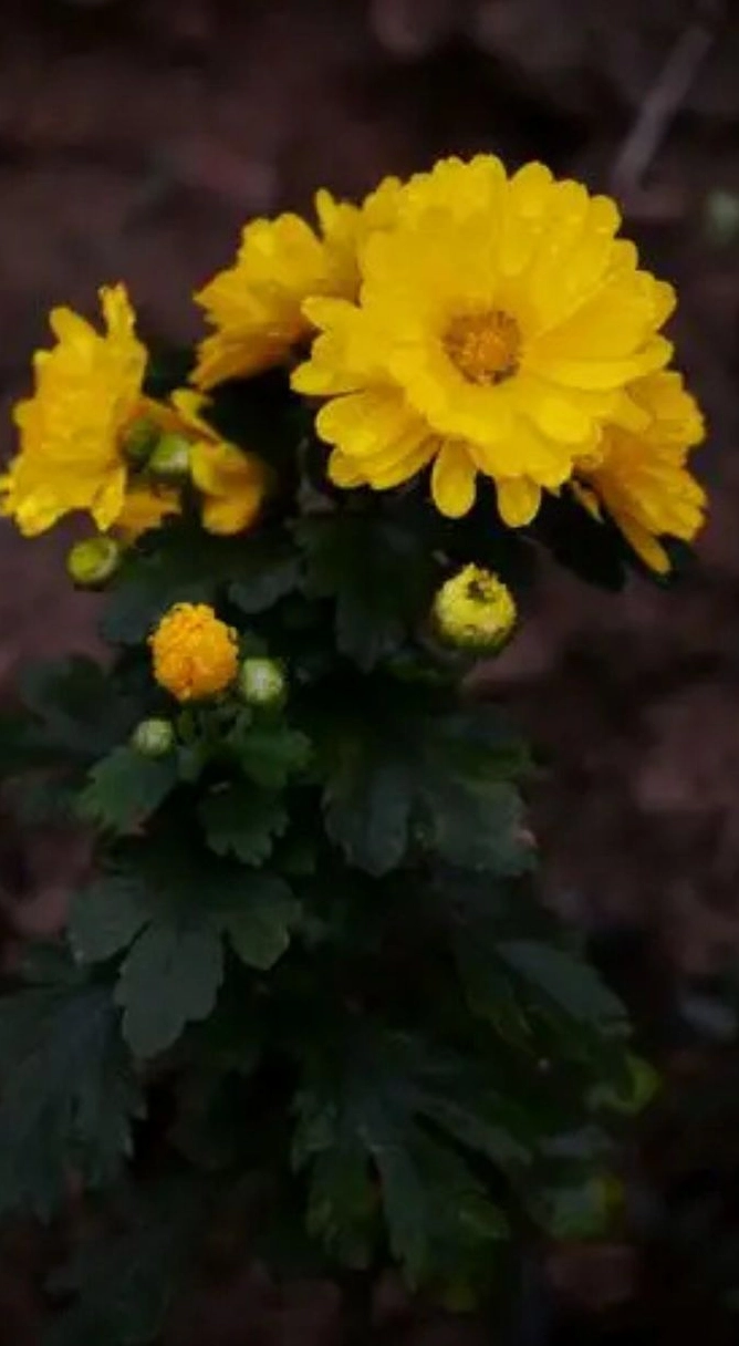 Ảnh hoa cúc vàng 6