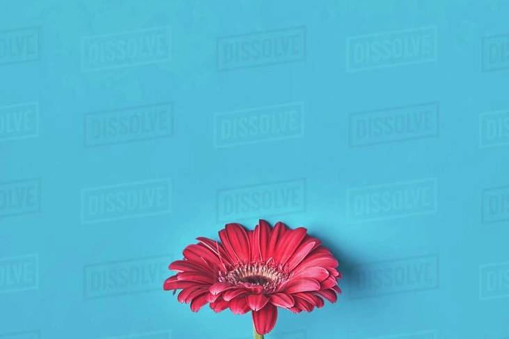 Ảnh hoa đồng tiền kép đẹp rực rỡ tươi mới