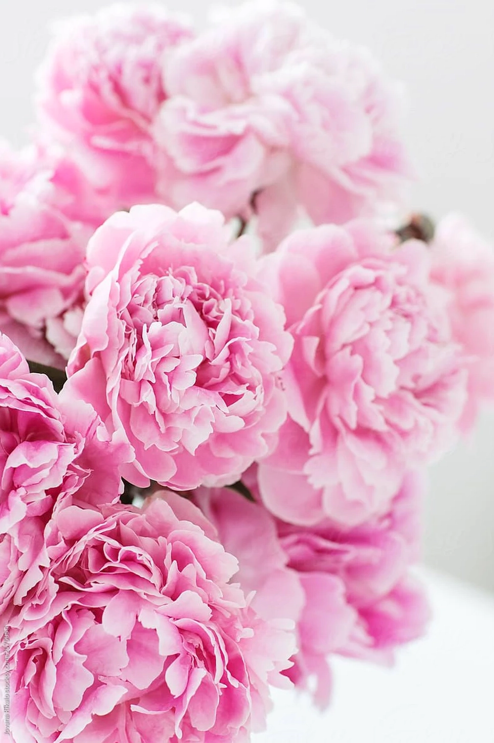 Ảnh hoa mẫu đơn bung nở dưới nắng