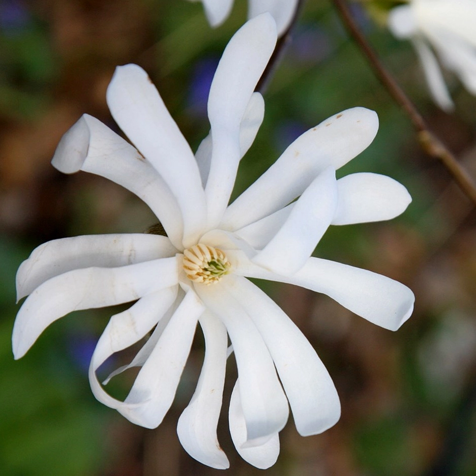 Ảnh hoa Mộc Lan đẹp nhất