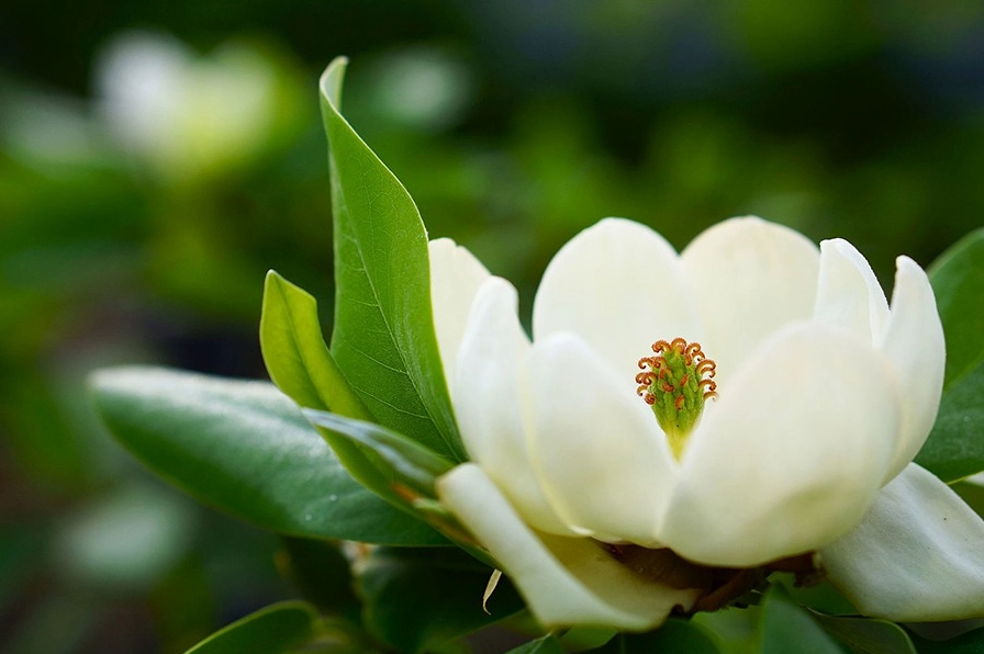 Ảnh hoa Mộc Lan đẹp rực rỡ